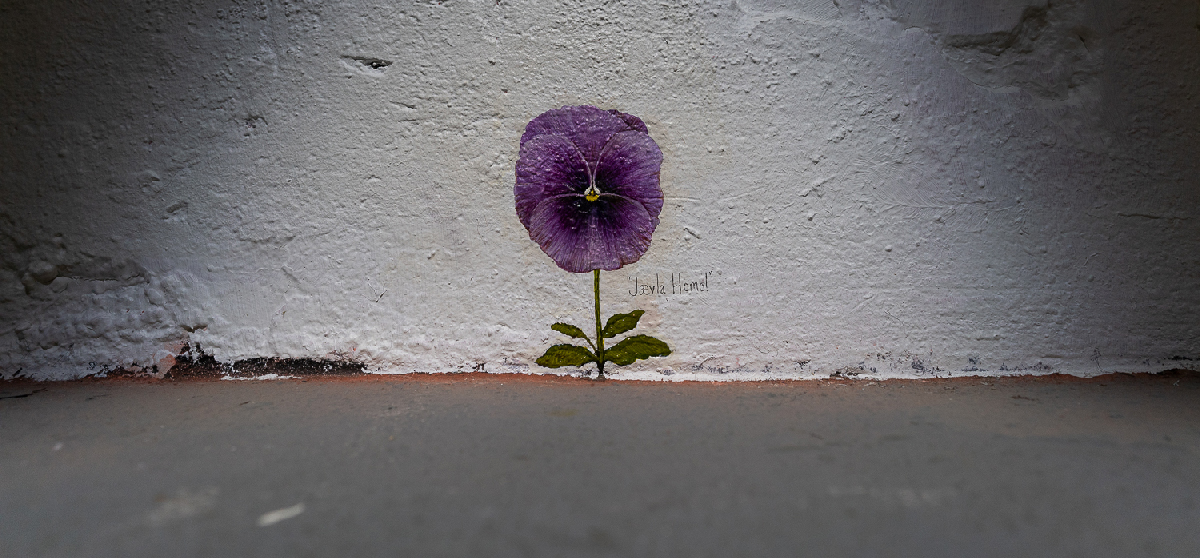 pansy