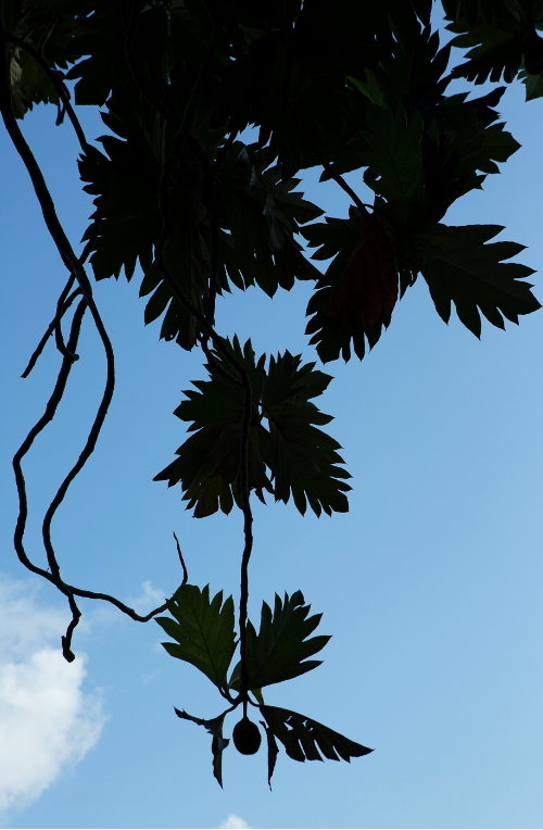 Juxtapoz Magazine - Viviane Sassen's Pikin Slee and Elspeth Diederi's In  These Shadows