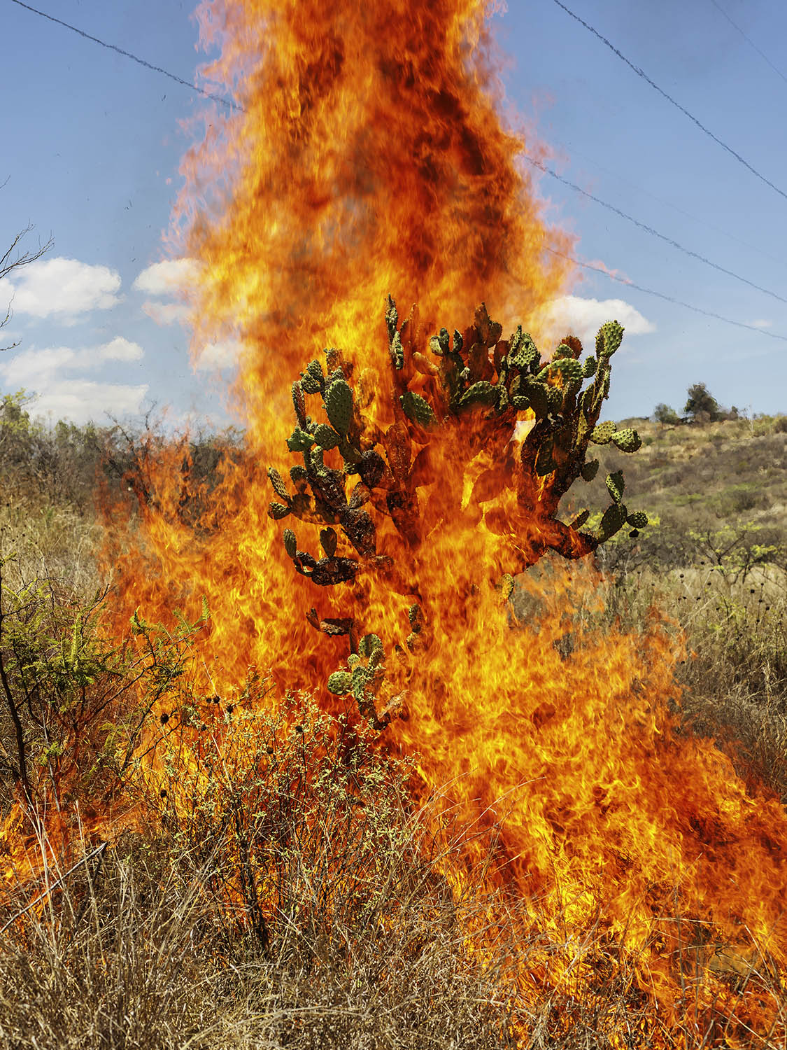 © Peter Hugo. Burning bush, Oaxaca de Juárez