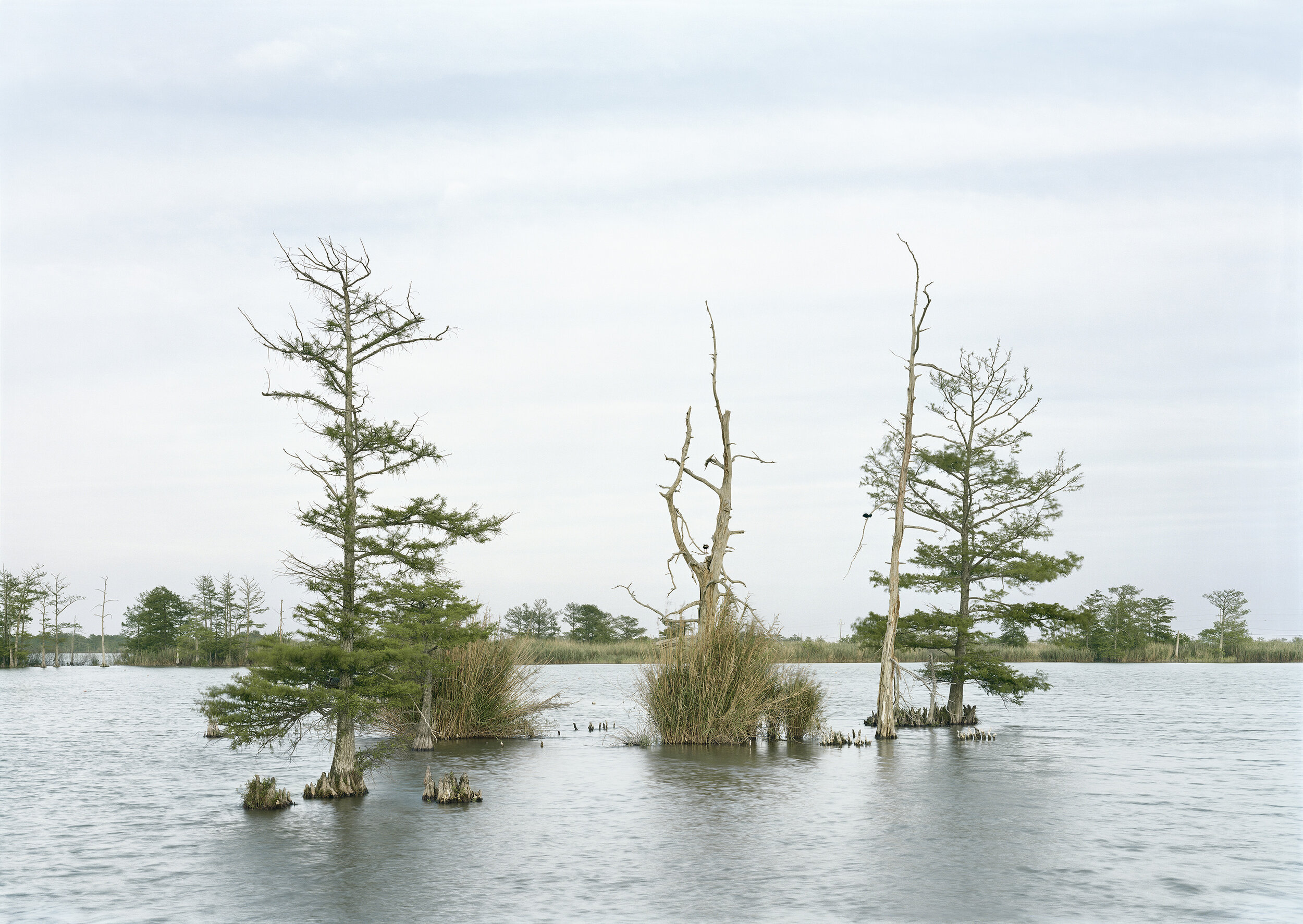 Fragment I: Swamp, April 17, Venice, Louisiana, from Silent General, 2016