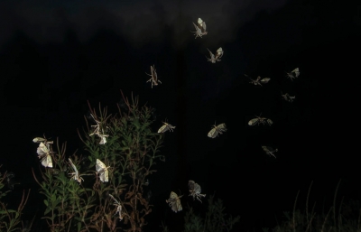 Sense of Presence: Rogier Maaskant's Enchanting Photographs of Insects image